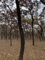 Quercus acutissima
