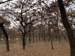 Quercus acutissima