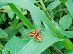 Taractrocera archias
