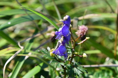 Aconitum kusnezoffii