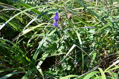 Aconitum kusnezoffii