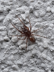 Enoplognatha