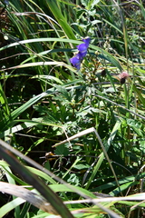 Aconitum kusnezoffii