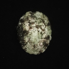 Niveotectura pallida