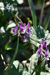 Aconitum alboviolaceum