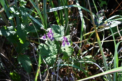 Aconitum alboviolaceum