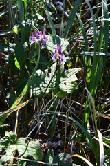 Aconitum alboviolaceum