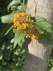 Lantana camara