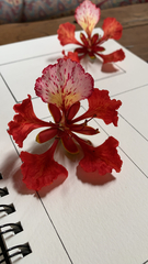Delonix regia