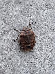 Holcogaster fibulata