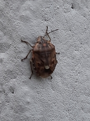 Holcogaster fibulata