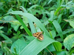 Taractrocera archias