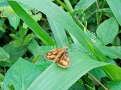 Taractrocera archias