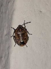 Holcogaster fibulata