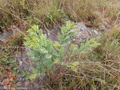 Indigofera swaziensis