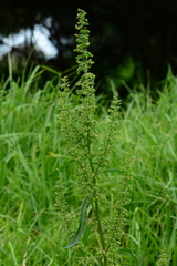 Rumex crispus