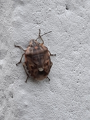 Holcogaster fibulata