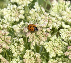 Coccinella undecimpunctata