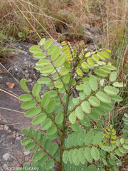 Indigofera swaziensis