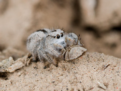 Pseudomogrus validus