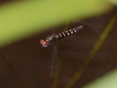 Brachydiplax duivenbodei