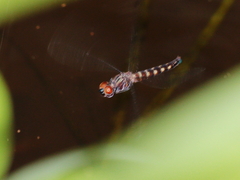 Brachydiplax duivenbodei