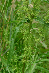 Rumex crispus
