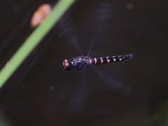 Brachydiplax duivenbodei