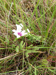 Ipomoea bathycolpos