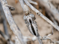 Pseudomogrus validus