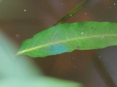 Brachydiplax duivenbodei