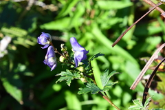 Aconitum kusnezoffii