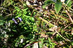 Aconitum kusnezoffii