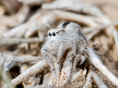 Pseudomogrus validus