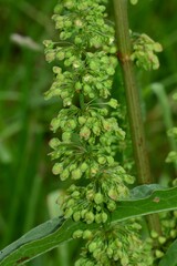 Rumex crispus