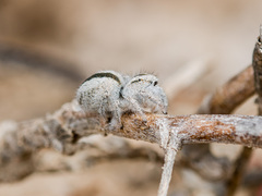 Pseudomogrus validus