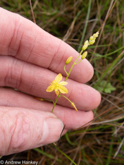 Bulbine favosa