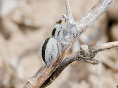 Pseudomogrus validus