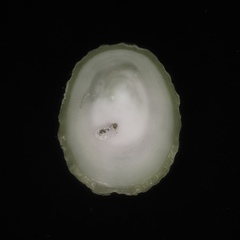 Niveotectura pallida