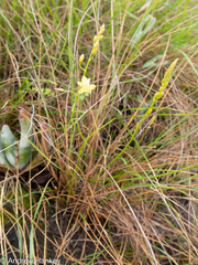 Bulbine favosa