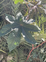 Ricinus communis