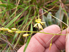 Bulbine favosa