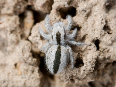 Pseudomogrus validus