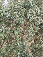 Olea europaea