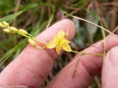 Bulbine favosa