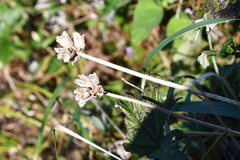 Hemerocallis middendorffii