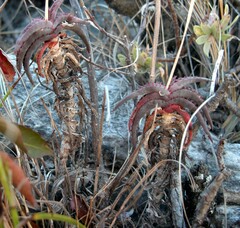 Aloe inexpectata