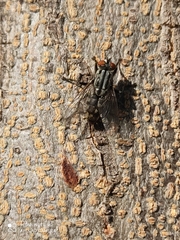 Sarcophagidae