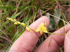 Bulbine favosa