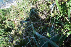 Hemerocallis middendorffii